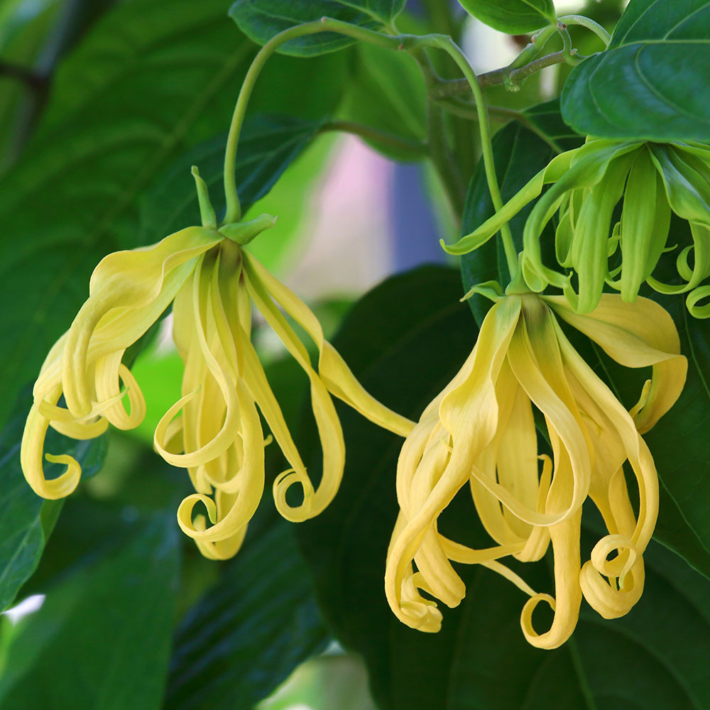 Ylang-Ylang